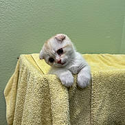 Leo is registered to the contest to win money with this photo: kitten, cat, towel, yellow, soft, fur, cute, pet, animal, indoor, curious, head_tilt, small, white, cream, ears, paw, texture, cozy, wall