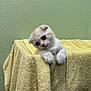 kitten, cat, towel, yellow, soft, fur, cute, pet, animal, indoor, curious, head_tilt, small, white, cream, ears, paw, texture, cozy, wall