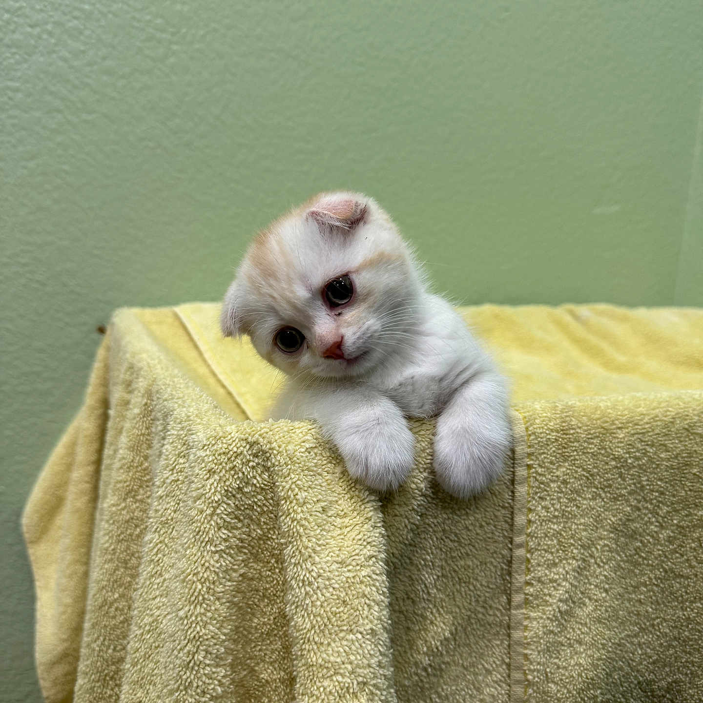 Leo is registered to the contest to win money with this photo: animal, cat, cozy, cream, curious, cute, ears, fur, head_tilt, indoor, kitten, paw, pet, small, soft, texture, towel, wall, white, yellow