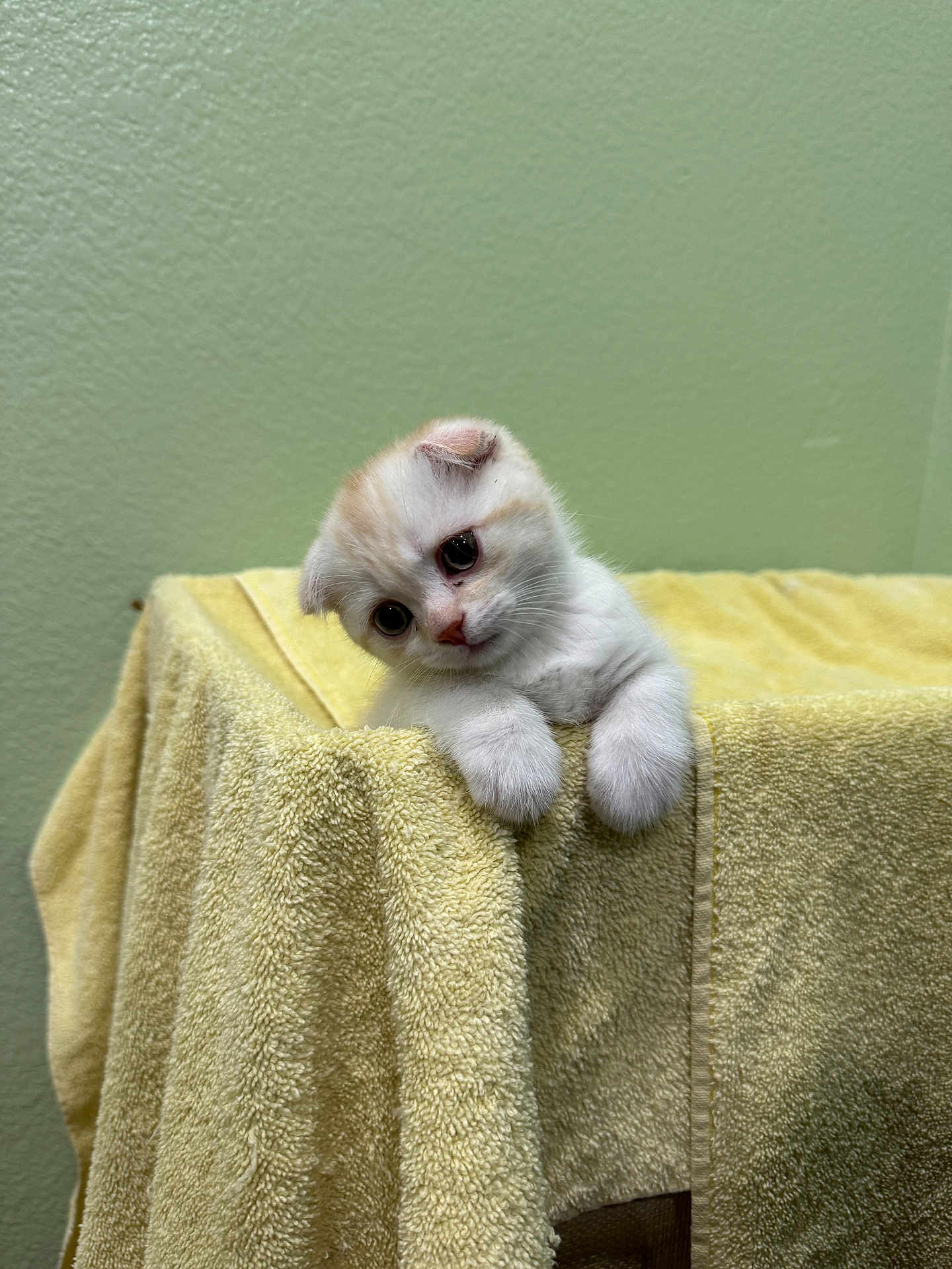 Leo