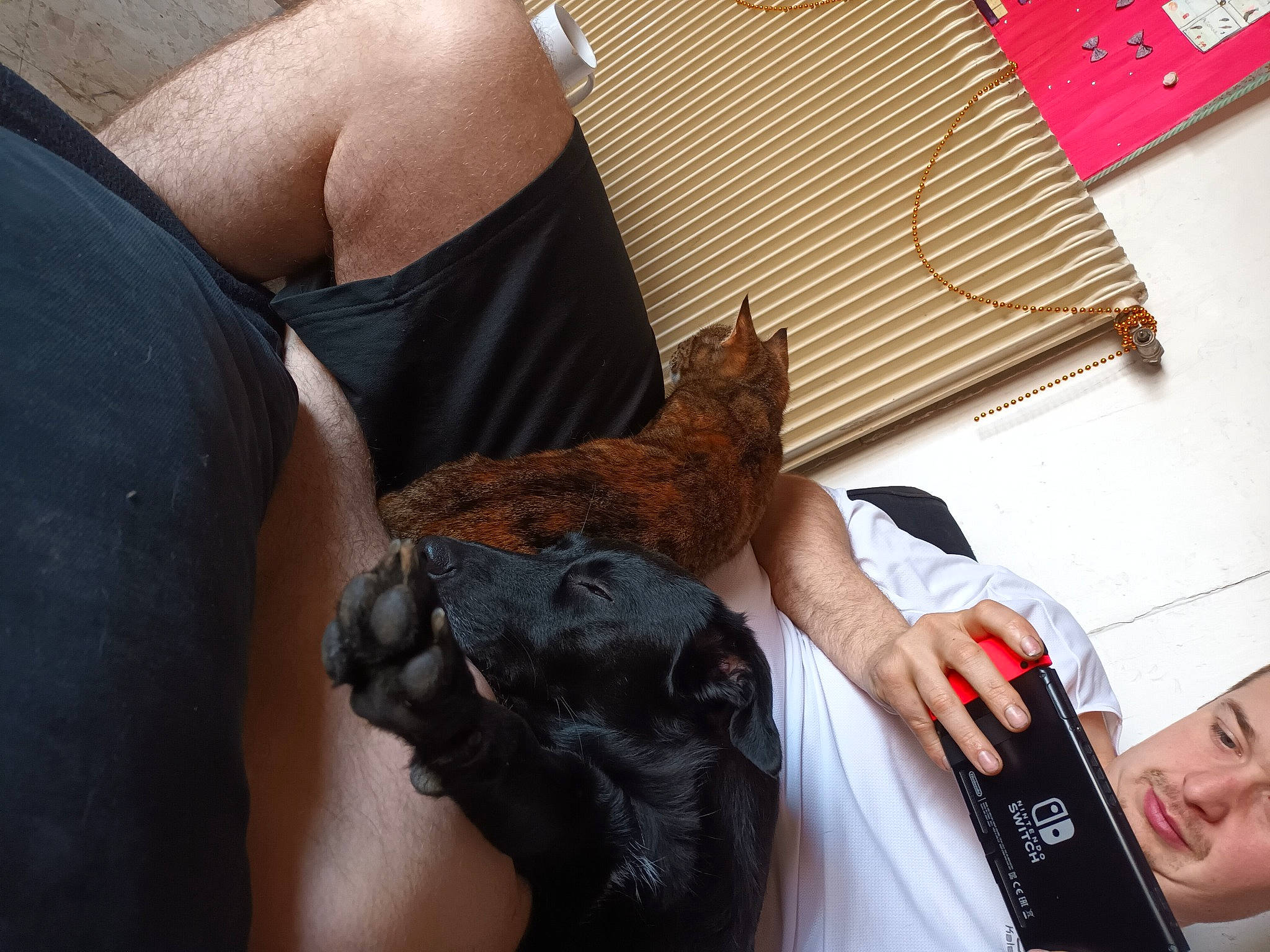 Pookie participe au concours pour gagner de l'argent avec cette photo : bat, beak, bird, chicken, claw, finger, flesh, fur, galliformes, hair_coloring, hand, human_leg, nail, neck, office_equipment, phasianidae, poultry, reptile, wildlife_biologist, wrist