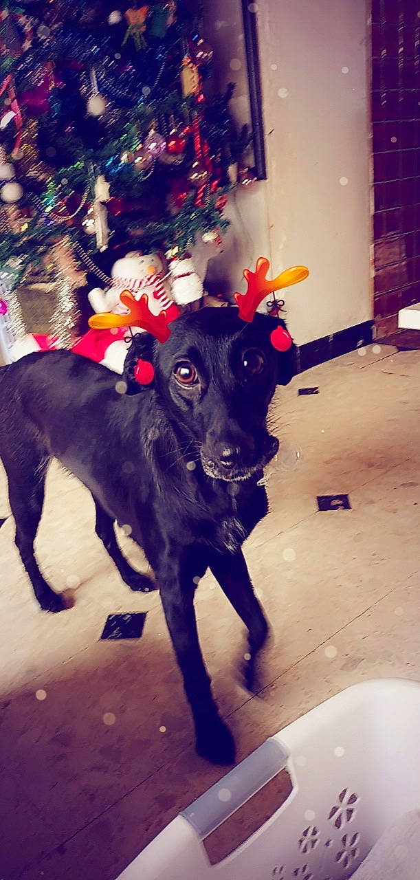 Pookie participe au concours pour gagner de l'argent avec cette photo : carnivore, christmas_tree, collar, companion_dog, dog, dog_breed, dog_collar, event, fawn, fur, guard_dog, holiday, metal, plant, snout, sporting_group, tail, tints_and_shades, tree, working_animal