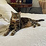 animal, bed, cat, cozy, curtains, domestic_cat, feline, furniture, green_eyes, indoor, mannequin, pet, photograph, portrait, relaxed, resting, tabby_cat, table, textured_fabric, white_bedspread