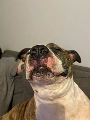 Cuddles joined the competition — help win amazing prizes! boston_terrier, carnivore, collar, comfort, companion_dog, dog, dog_breed, dog_collar, ear, eyewear, fawn, french_bulldog, fur, molosser, snout, sporting_group, terrestrial_animal, whiskers, working_animal, wrinkle