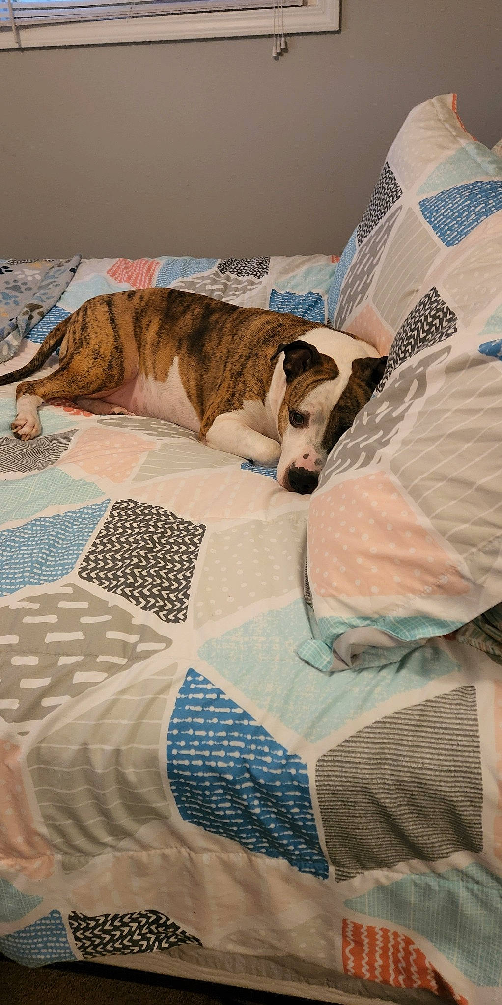 Cuddles is registered to the contest to win money with this photo: bed, bed_frame, bed_sheet, bedding, bedroom, carnivore, comfort, companion_dog, dog, duvet, fawn, felidae, flooring, fur, hardwood, linens, pattern, room, textile, wood