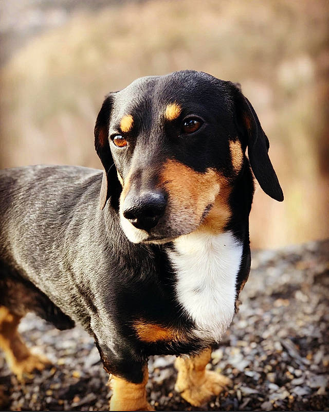 Looper a rejoint le concours — aidez-le/la à gagner de superbes lots ! carnivore, companion_dog, dog, dog_breed, hunting_dog, snout, sporting_group, terrestrial_animal, whiskers, working_animal, working_dog