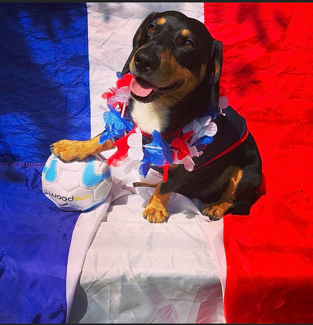 Looper participe au concours pour gagner de l'argent avec cette photo : art, canidae, carnivore, collar, companion_dog, costume, dog, dog_breed, dog_clothes, dog_collar, dog_supply, electric_blue, event, formal_wear, guard_dog, leash, pet_supply, sporting_group, working_animal, working_dog