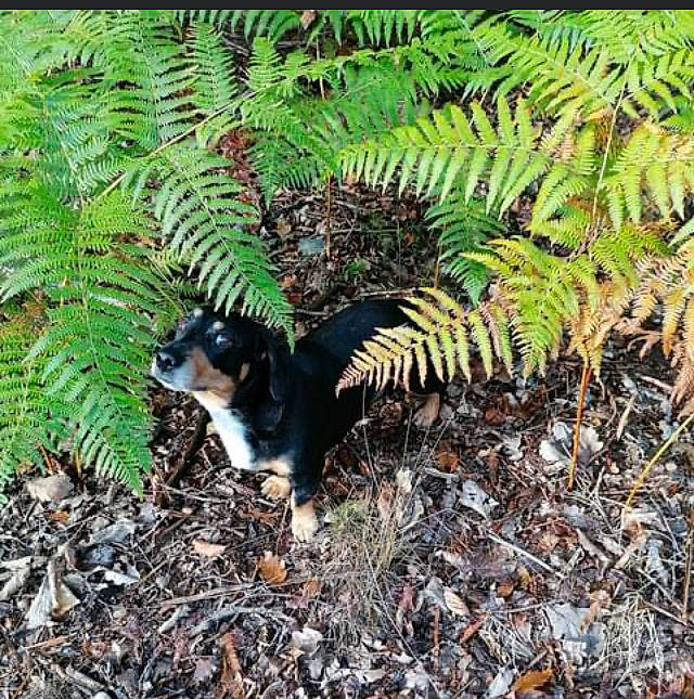 Looper a rejoint le concours — aidez-le/la à gagner de superbes lots ! carnivore, companion_dog, conifer, dog, dog_breed, fawn, forest, grass, groundcover, jungle, plant, snout, sporting_group, tail, terrestrial_animal, terrestrial_plant, toy_dog, tree, woodland, working_animal