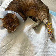 Simoli a rejoint le concours — aidez-le/la à gagner de superbes lots ! cat, tabby, cone_collar, bandages, injured, pet, animal, indoor, resting, quilted_surface, floor, medical, recovery, brown_fur, striped, paw, cute, domestic, healing, comfort