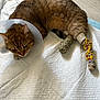cat, tabby, cone_collar, bandages, injured, pet, animal, indoor, resting, quilted_surface, floor, medical, recovery, brown_fur, striped, paw, cute, domestic, healing, comfort