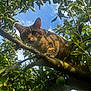 Simoli a rejoint le concours — aidez-le/la à gagner de superbes lots ! cat, tabby_cat, tree, branch, leaves, green_apples, sky, clouds, outdoor, nature, animal, feline, curious, alert, daylight, wildlife, closeup, mammal, plant, sunlight