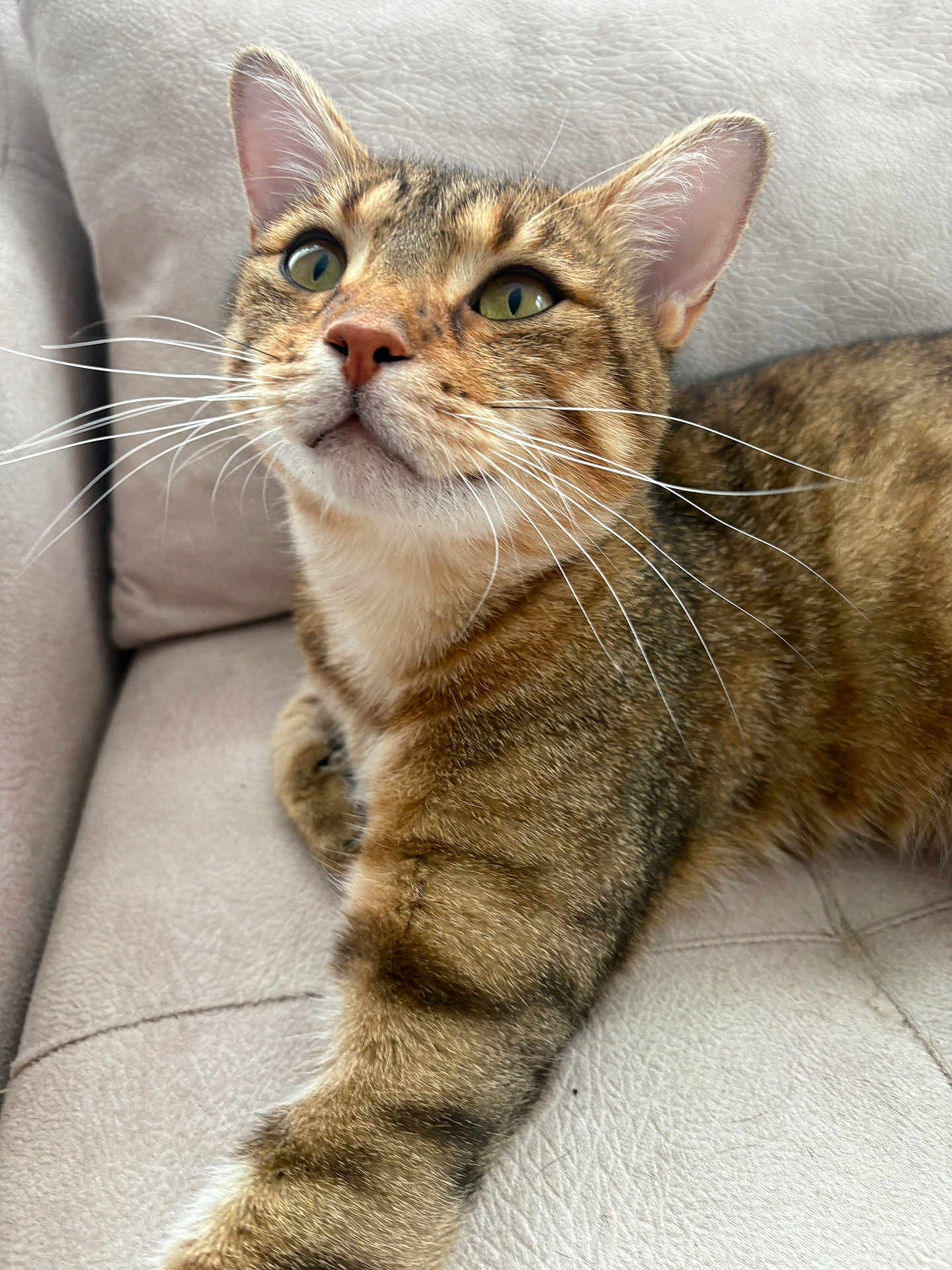Simoli participe au concours pour gagner de l'argent avec cette photo : cat, tabby, pet, animal, feline, whiskers, green_eyes, close_up, indoor, couch, striped_fur, relaxed, curious, mammal, fur, cute, domestic_cat, sitting, resting, face