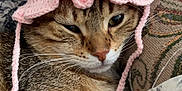 Simoli a rejoint le concours — aidez-le/la à gagner de superbes lots ! cat, tabby, hat, crocheted_hat, flower, pink, cushion, floral_pattern, indoor, pet, feline, close_up, resting, whiskers, ears, fur, cute, domestic_animal, cozy, relaxed