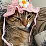 cat, tabby, hat, crocheted_hat, flower, pink, cushion, floral_pattern, indoor, pet, feline, close_up, resting, whiskers, ears, fur, cute, domestic_animal, cozy, relaxed