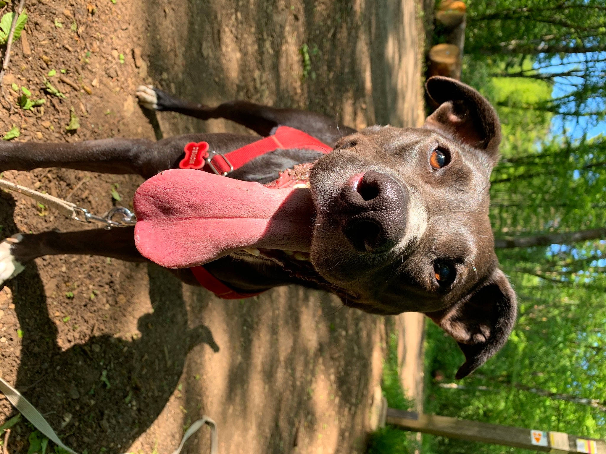 Demon a rejoint le concours — aidez-le/la à gagner de superbes lots ! adventure, canidae, carnivore, collar, companion_dog, dog, dog_breed, fawn, grass, great_dane, guard_dog, plant, snout, soil, sporting_group, terrestrial_animal, tree, trunk, wood, working_animal