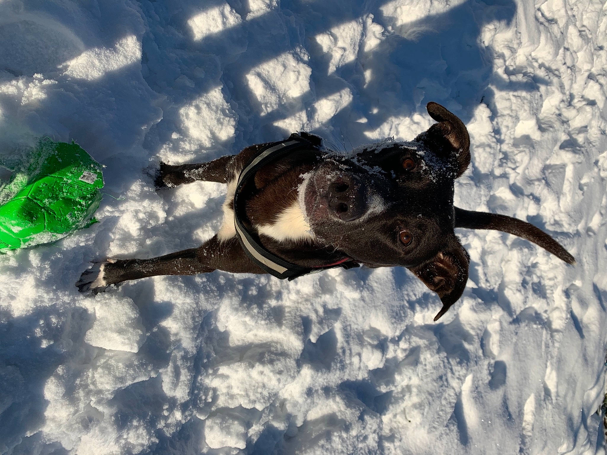 Demon participe au concours pour gagner de l'argent avec cette photo : carnivore, dog, dog_breed, dog_collar, fawn, freezing, fun, fur, guard_dog, paw, recreation, shadow, snow, sporting_group, tail, terrestrial_animal, whiskers, winter, working_animal, working_dog