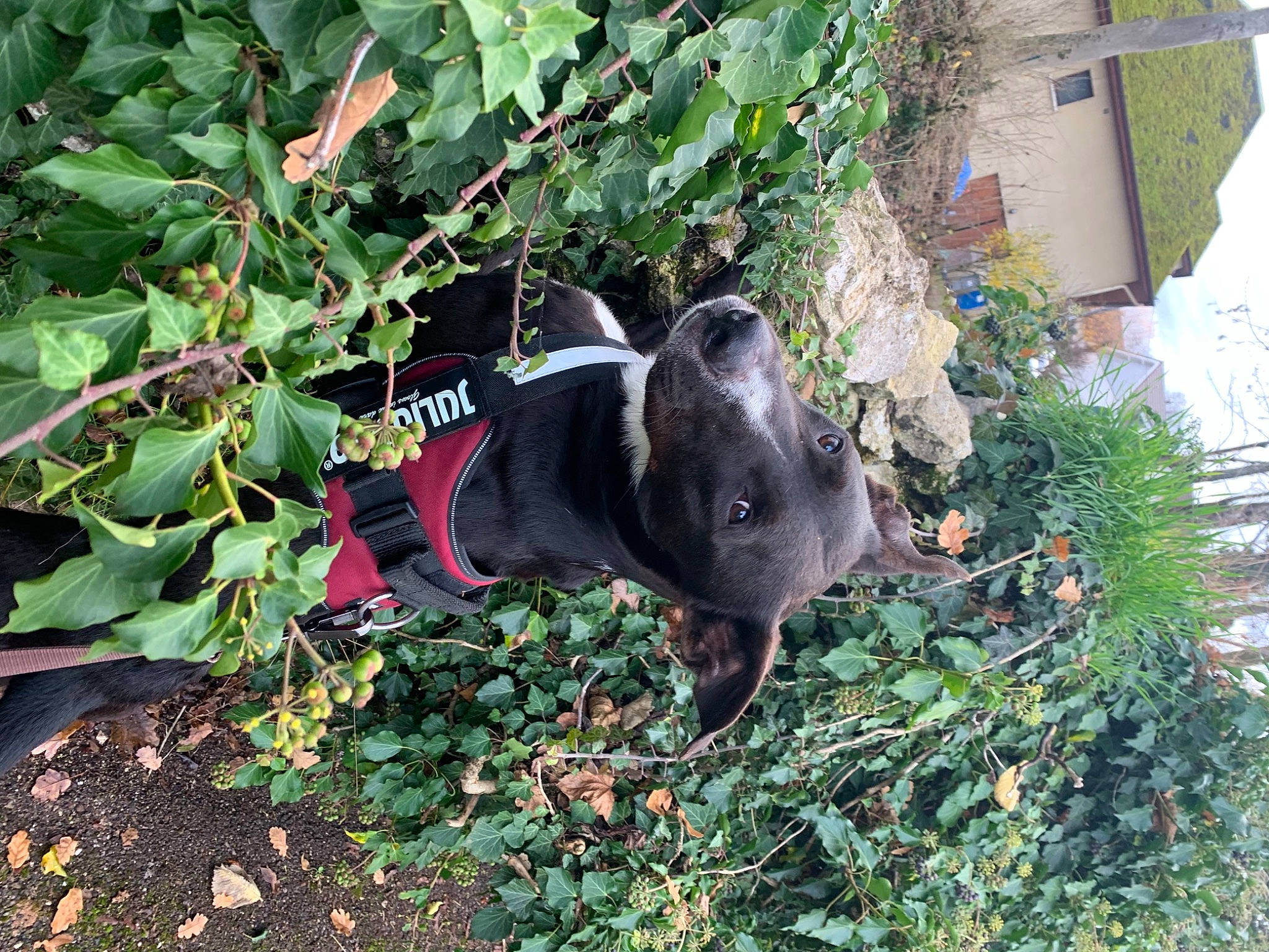 Demon participe au concours pour gagner de l'argent avec cette photo : annual_plant, canidae, carmine, carnivore, collar, dog, dog_breed, dog_supply, fawn, flower, garden, grass, groundcover, plant, shrub, sporting_group, terrestrial_animal, terrestrial_plant, tree, working_animal