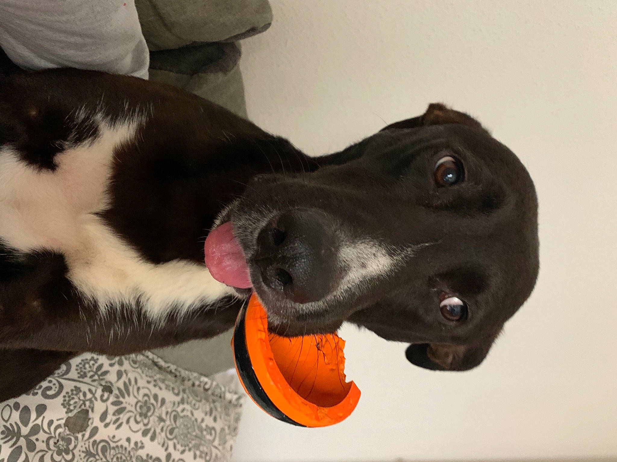 Demon participe au concours pour gagner de l'argent avec cette photo : canidae, carmine, carnivore, collar, comfort, companion_dog, dog, dog_breed, dog_collar, dog_supply, ear, fawn, fur, paw, pet_supply, snout, sporting_group, toy, whiskers, working_animal