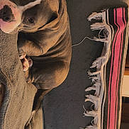 Octavia joined the competition — help win amazing prizes! dog, blanket, couch, fringe, textile, brown_dog, resting, indoor, pet, fur, canine, comfort, relaxing, home, cozy, laying_down, animal, soft_texture, furniture, sleepy