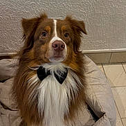 Pongo participe au concours pour gagner de l'argent avec cette photo : accessories, animal, canine, cockerspaniel, collie, couch, dog, flagstone, furniture, hardwood, hound, husky, papillon, path, pet, puppy, slate, strap, walkway, wood