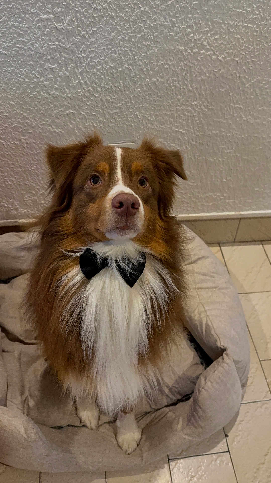 Pongo participe au concours pour gagner de l'argent avec cette photo : accessories, animal, canine, cockerspaniel, collie, couch, dog, flagstone, furniture, hardwood, hound, husky, papillon, path, pet, puppy, slate, strap, walkway, wood