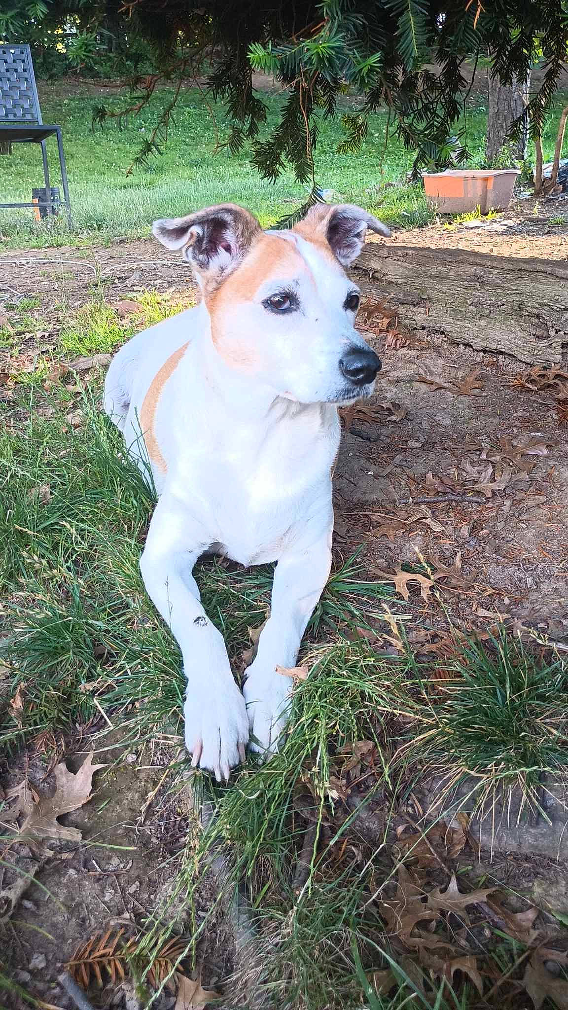 Buck joined the competition — help win amazing prizes! canidae, carnivore, collar, companion_dog, dog, dog_breed, dog_collar, dog_supply, fawn, grass, non_sporting_group, plant, snout, sporting_group, tail, terrestrial_animal, tree, whiskers, working_animal, working_dog