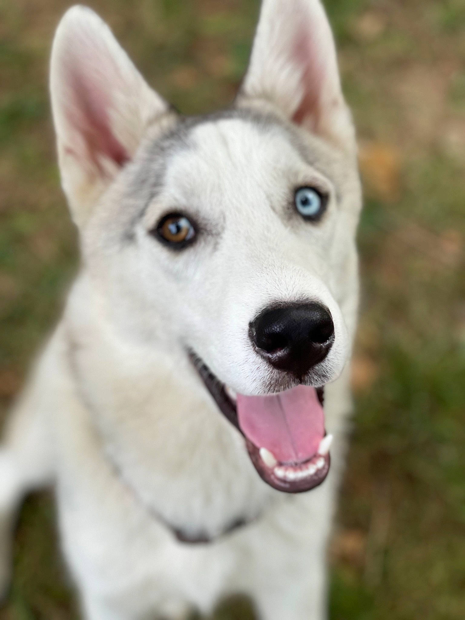 Taz is registered to the contest to win money with this photo: ancient_dog_breeds, canidae, carnivore, collar, companion_dog, dog, dog_breed, dog_collar, eye, fur, grass, non_sporting_group, pet_supply, sled_dog, snout, sporting_group, terrestrial_animal, whiskers, working_animal, working_dog