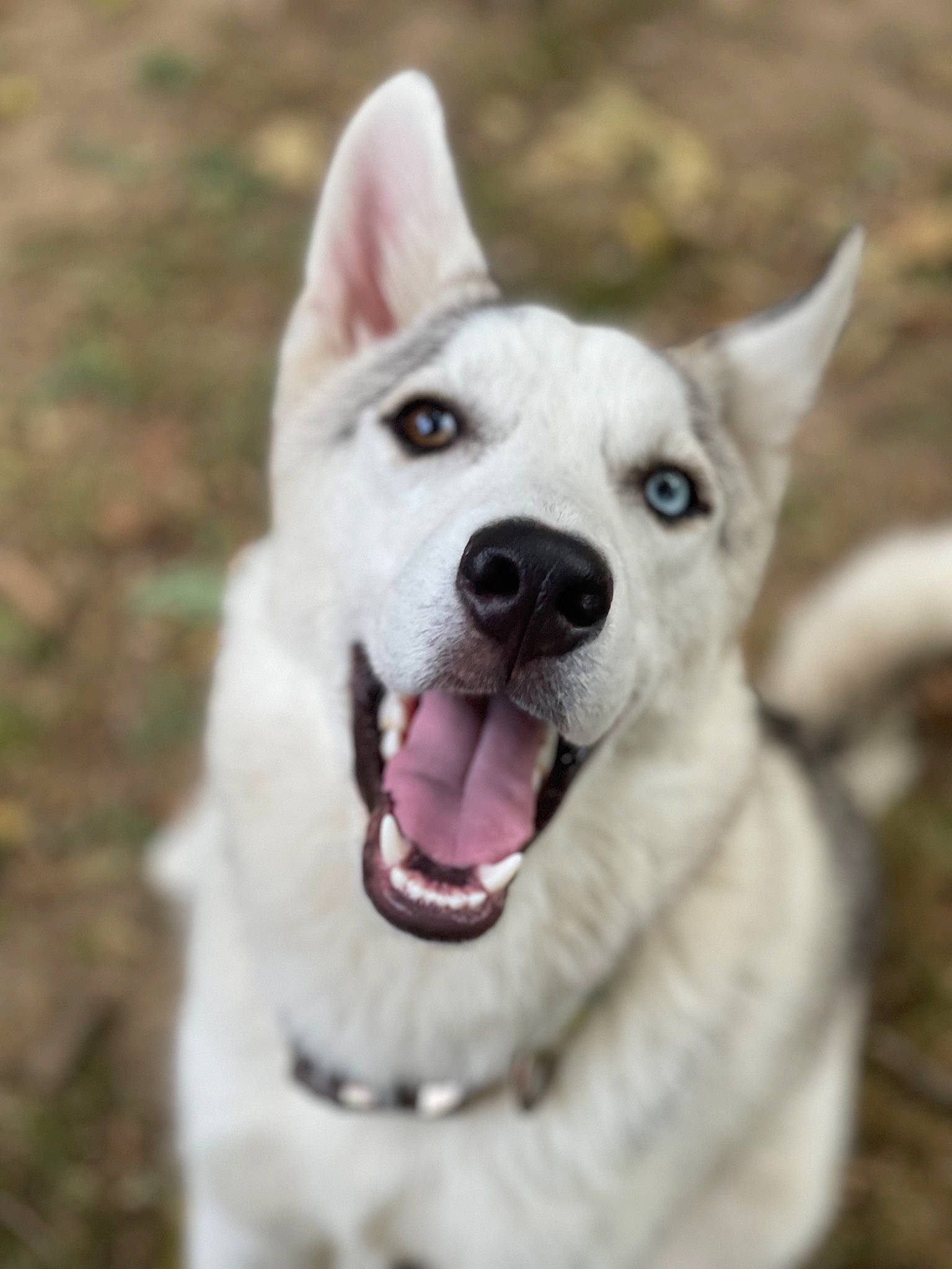 Taz is registered to the contest to win money with this photo: ancient_dog_breeds, canidae, carnivore, collar, companion_dog, dog, dog_breed, dog_collar, fang, fawn, fur, grass, kintamani, leash, paw, snout, sporting_group, tail, whiskers, working_dog