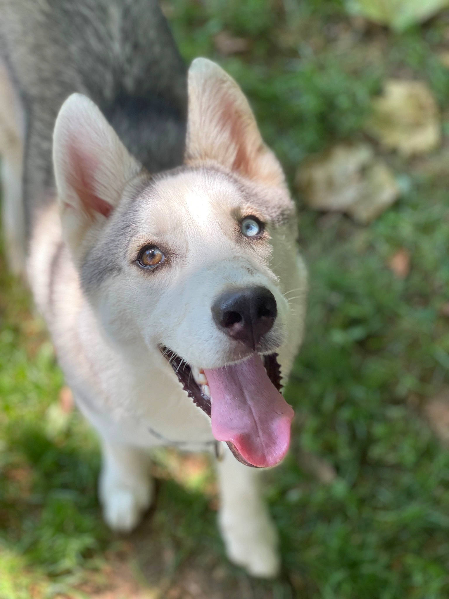 Taz is registered to the contest to win money with this photo: canidae, carnivore, collar, companion_dog, dog, dog_breed, dog_collar, eye, fang, fawn, grass, jaw, paw, plant, snout, sporting_group, tail, terrestrial_animal, whiskers, working_dog