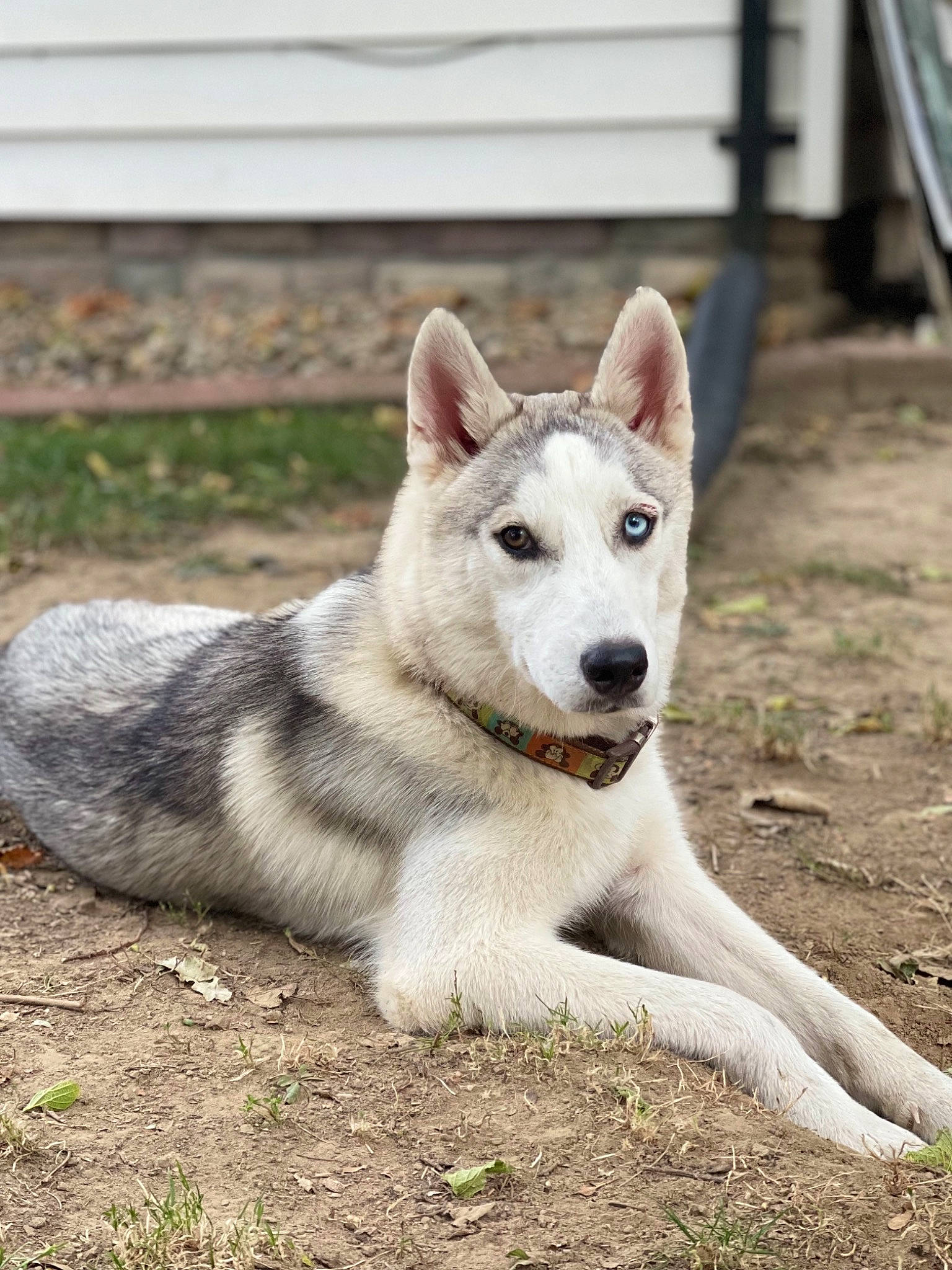 Taz is registered to the contest to win money with this photo: ancient_dog_breeds, canidae, canis, carnivore, companion_dog, dog, dog_breed, fang, fawn, grass, jaw, non_sporting_group, plant, snout, sporting_group, terrestrial_animal, wildlife, wolf, working_animal, working_dog