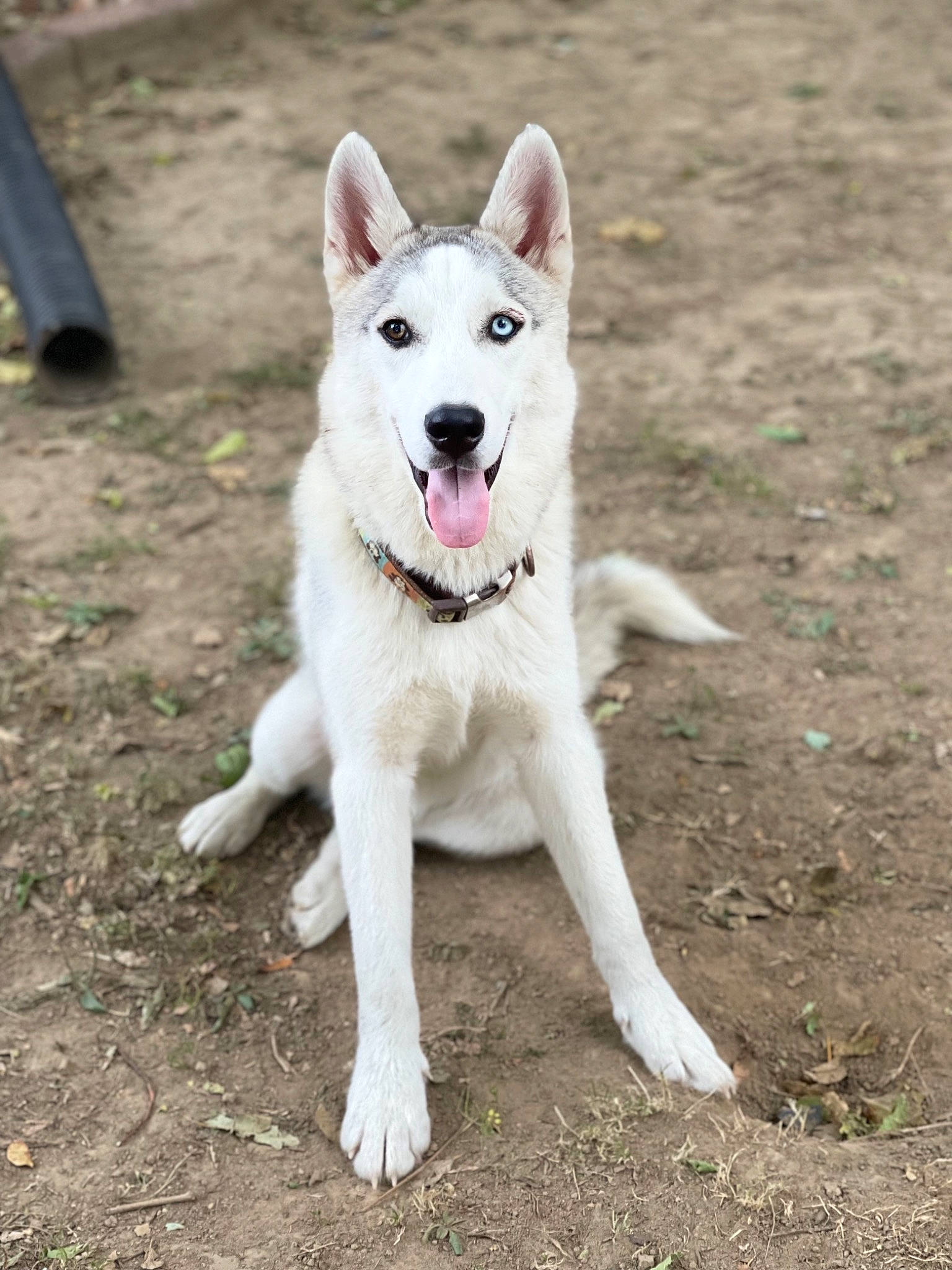 Taz is registered to the contest to win money with this photo: ancient_dog_breeds, canidae, carnivore, collar, companion_dog, dog, dog_breed, fang, grass, non_sporting_group, snout, soil, sporting_group, tail, working_animal, working_dog