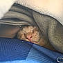 cat, sleeping, cozy, blanket, fabric, closeup, pet, fur, indoor, resting, cute, animal, soft, comfort, warm, nap, mammal, relaxed, hidden, peaceful
