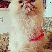 Lilly is registered to the contest to win money with this photo: animal, appliance, cat, close_up, couch, cute, domestic_animal, face, fluffy, fur, furniture, harness, household, indoor, kitchen, living_room, persian_cat, pet, sitting, white_cat