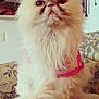 animal, appliance, cat, close_up, couch, cute, domestic_animal, face, fluffy, fur, furniture, harness, household, indoor, kitchen, living_room, persian_cat, pet, sitting, white_cat
