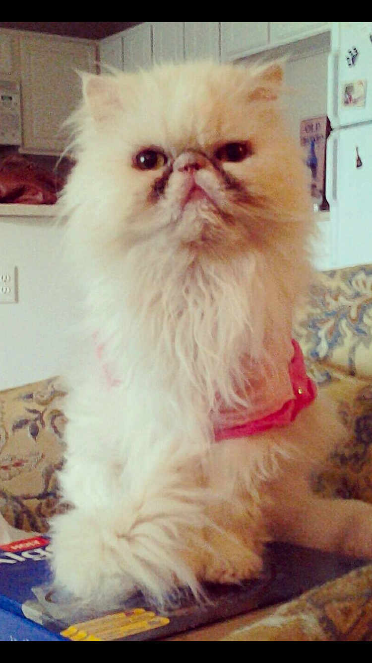 Lilly