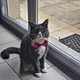 Mystère participe au concours pour gagner de l'argent avec cette photo : cat, close_up, curious, cute, domestic_animal, feline, floor_tiles, fluffy, glass_door, gray_cat, indoor, natural_light, pet, portrait, red_bow_tie, sitting, tiled_floor, whiskers, white_paws, window