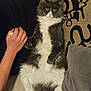 Mystère participe au concours pour gagner de l'argent avec cette photo : animal, blanket, cat, couch, cozy, fluffy_fur, fur, gray_cat, hand, human_hand, indoor, interaction, paw, pet, pillow, relaxed, sitting, whiskers, white_cat, yellow_eyes