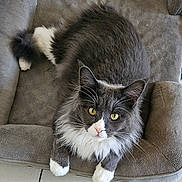 Mystère a rejoint le concours — aidez-le/la à gagner de superbes lots ! animal, cat, close_up, cute, domestic_cat, feline, floor_tiles, fluffy, gray, indoor, long_hair, looking_up, paws, pet_bed, relaxed, resting, soft_texture, whiskers, white, yellow_eyes