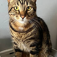 Ugo a rejoint le concours — aidez-le/la à gagner de superbes lots ! cat, tabby, pet, animal, feline, striped, yellow_eyes, whiskers, indoor, tray, sitting, closeup, fur, ears, nose, paws, domestic_cat, alert, portrait, looking