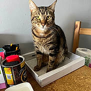 Ugo participe au concours pour gagner de l'argent avec cette photo : cat, tabby, indoor, box, table, wooden_table, container, water_cup, household, domestic, pet, feline, curious, sitting, yellow_eyes, closeup, furniture, chair, gray_wall, domestic_life