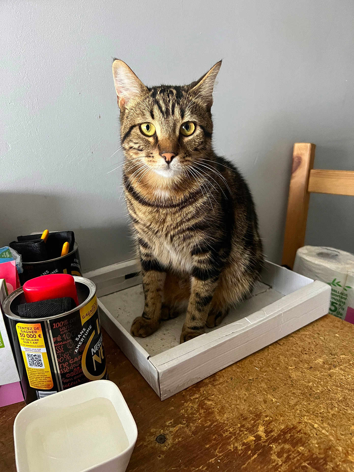 Ugo participe au concours pour gagner de l'argent avec cette photo : cat, tabby, indoor, box, table, wooden_table, container, water_cup, household, domestic, pet, feline, curious, sitting, yellow_eyes, closeup, furniture, chair, gray_wall, domestic_life