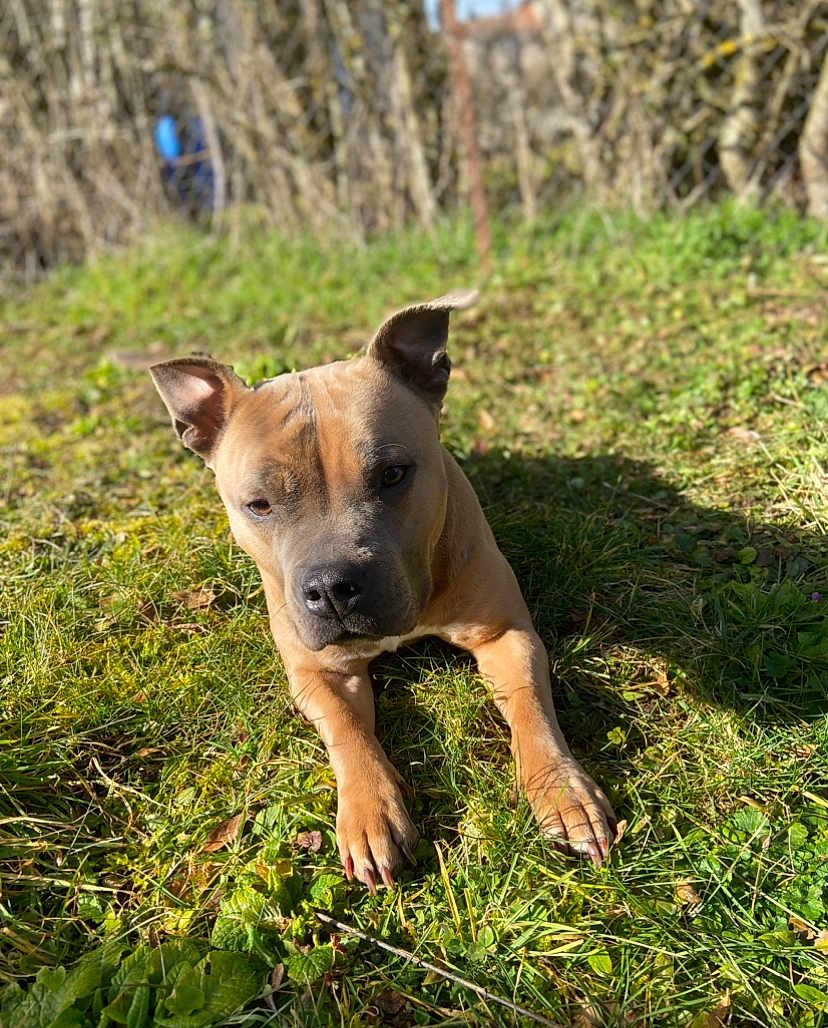 Siana a rejoint le concours — aidez-le/la à gagner de superbes lots ! animal, brown, canine, daylight, dog, ears, fence, fur, grass, greenery, nature, outdoor, paws, pet, portrait, relaxed, shadow, snout, summer, sunlight