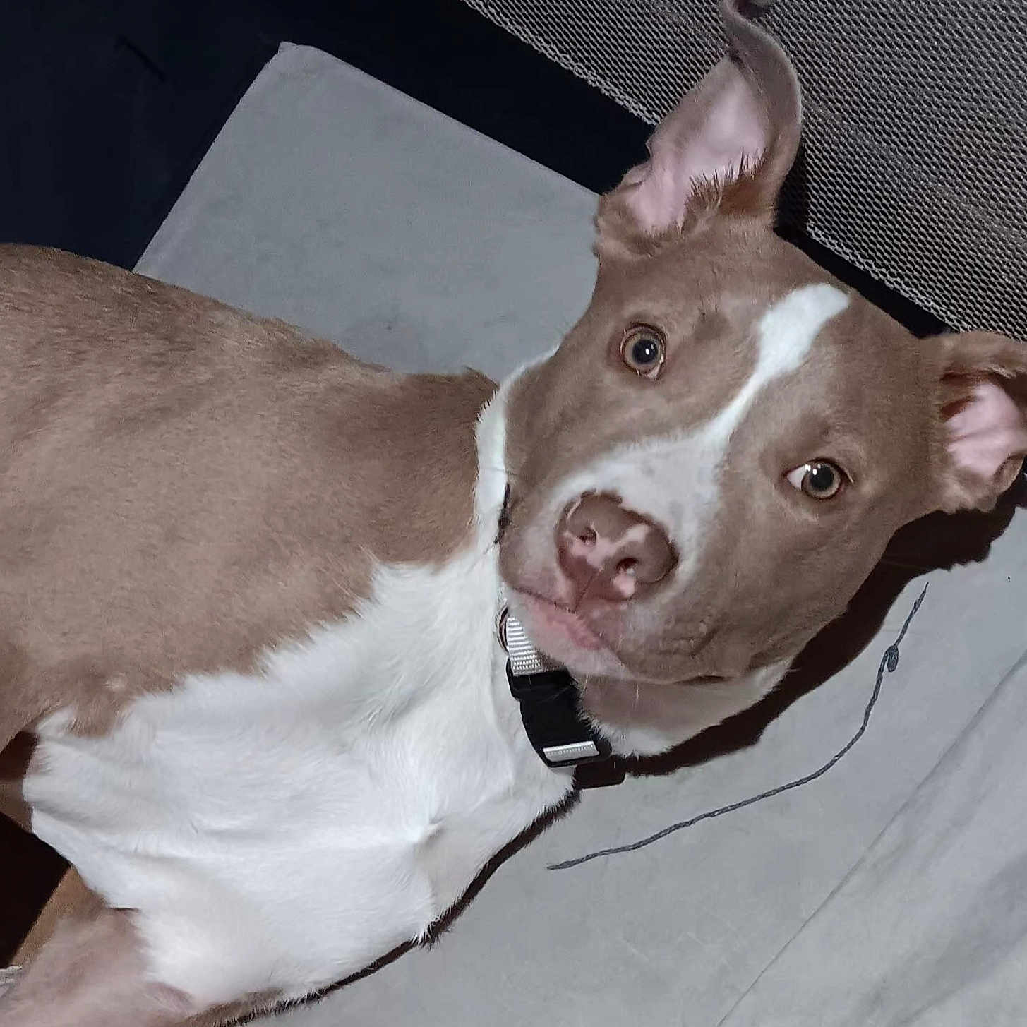 Shugabear joined the competition — help win amazing prizes! animal, bulldog, canine, couch, dog, face, furniture, head, hound, labradorretriever, person, pet, photography, pitbull, pointer, portrait, puppy, snout, terrier, whitedog