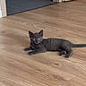 alert, animal, cat, curious, cute, domestic_cat, doorway, ears_up, feline, floor, gray_cat, home, indoor, kitten, lying_down, pet, relaxed, small, wooden_floor, young_cat