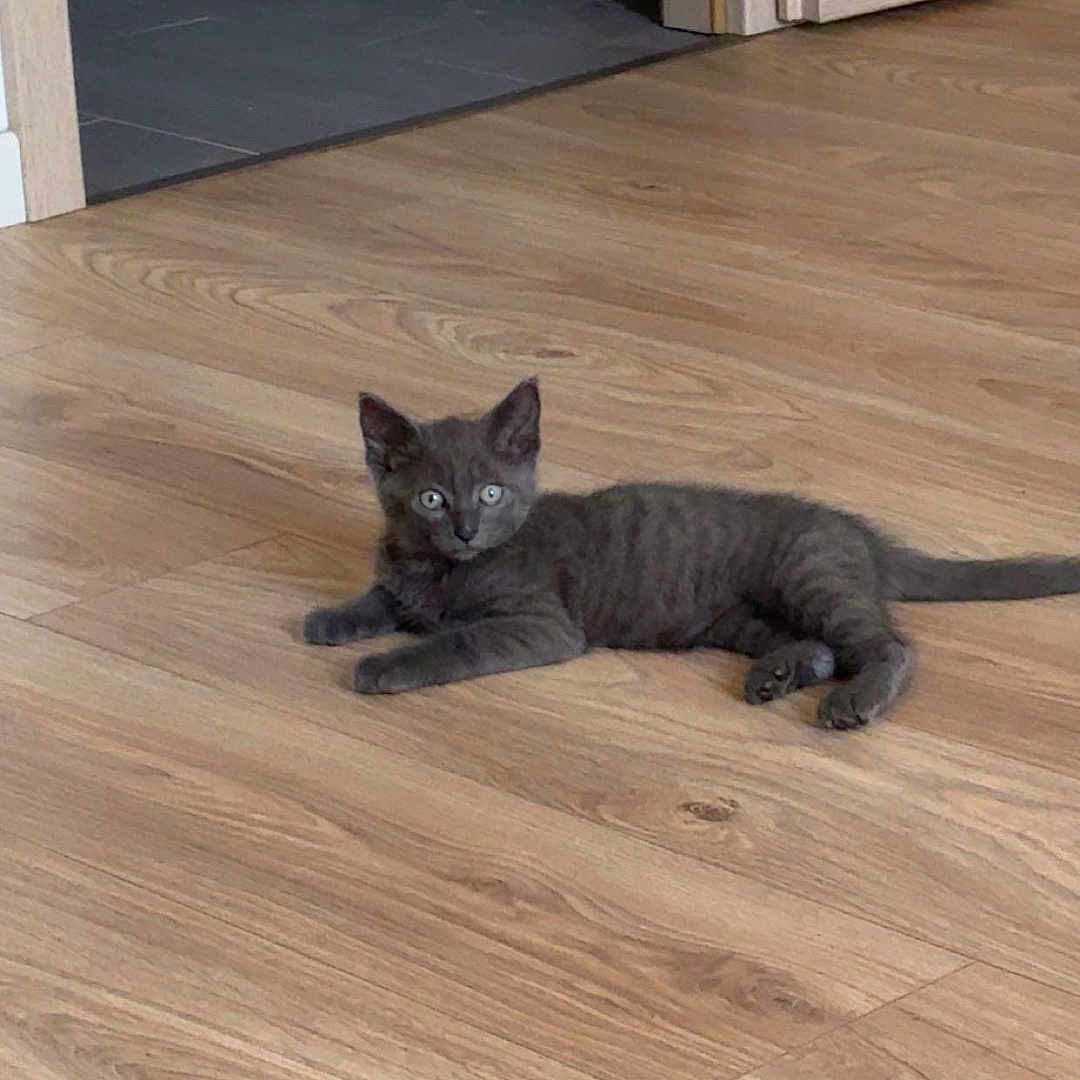 Milo