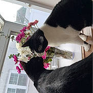 Prudence Sissy is registered to the contest to win money with this photo: animal, art, cat, daisy, door, floraldesign, flower, flowerarrangement, flowerbouquet, graphics, ikebana, jar, pet, petal, plant, pottedplant, pottery, rose, vase, window