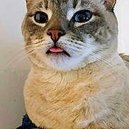 Winter is registered to the contest to win money with this photo: cat, close_up, tongue_out, fluffy, pet, feline, resting, soft_blanket, indoor, cute, curious, whiskers, ears, face, animal, domestic, portrait, light_background, furry, relaxed