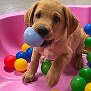 Merlin joined the competition — help win amazing prizes! puppy, dog, ball_pit, toy, playful, cute, indoor, pet, colorful, pink_background, yellow_ball, green_ball, blue_ball, red_ball, young_dog, animal, mammal, fur, nose, paw