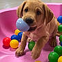 puppy, dog, ball_pit, toy, playful, cute, indoor, pet, colorful, pink_background, yellow_ball, green_ball, blue_ball, red_ball, young_dog, animal, mammal, fur, nose, paw