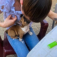 Oxer participe au concours pour gagner de l'argent avec cette photo : canidae, carnivore, companion_dog, dog, dog_breed, ear, fawn, puggle, puppy, puppy_love